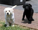 particulier labrador pups