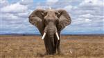 Dierentuin tickets Zoo Antwerpennaar 