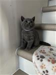 Britse korthaar kittens