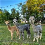 Alpaca te koop
