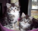 Gratis Maine Coon kittens ter adoptie. 