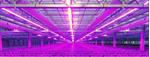 50 meter /  550W LED power groeistrip assimilatie en stuurli