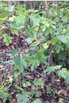 VIJGENBOOMPJES Ficus carica.