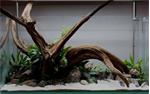 Fine sinking wood 50-65cm - Aquarium decoratie mangrove hout