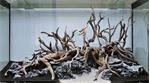 Spider wood 35-50cm aquarium decoratie hout