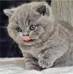 Rond/gezicht 6 Brits Korthaar kittens