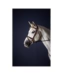 Flash Noseband Bridle - New English 