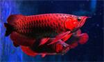 beste kwaliteit arowana vis te koop tegen goede .