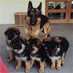 Speelse/6 Duitse herder pups