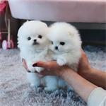 Geboorte 6 Pommerse pups (2,5 kg)