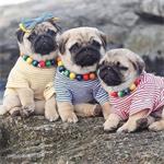5 harige Mops-pups (12 weken)
