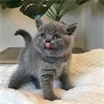 BSH amba waar (katjes)