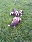 Sint bernard pups