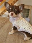 Schattige chihuahua-puppy