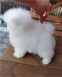 Zoete pomeriaan puppy's