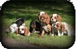 Wondermooie Cavalier king charles pups 