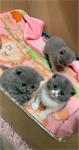 Brits korthaar kittens te koop