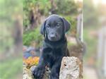  Prachtige labrador pups
