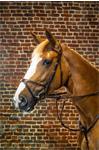 X-Fit Bridle D-Collection 