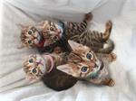 Bengaalse kittens geboren 8-05-2021