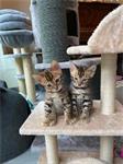 Bengaalse kittens geboren 8-05-2021