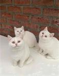 Britse korthaar kittens