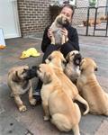 7 jongens/Boerboel-pups