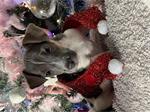 Jack Russel pups 
