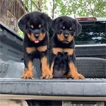 Sterke lijn Rottweiler 6 pups