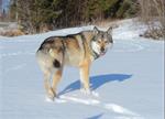 Amerikaanse Wolfhond pups op komst! 