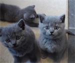 Thuis getrainde Britse korthaar kittens