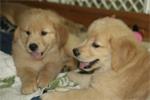 Zachte en schattige Golden Retriever-puppy's*