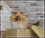 Pers kittens zoeken gouden mandje