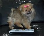 Pomeranian dwergkees orange teefje met mooi