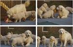 Lieve Golden Retriever Pupjes.