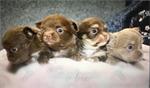 unieke chihuahua's