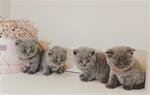 6 BSH kittens Geboren (10/2021)
