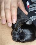 Pups chihuahua kruising pomeriaan