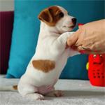 Gladde 5 jack Russell-pups