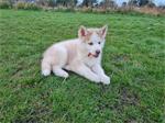 Husky pups