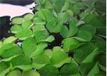 Salvinia Natans - Aquariumplant drijfplant in cup