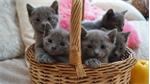  Russisch blauwe kittens, Russisch blauw 