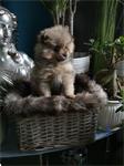 pomeranian teefje