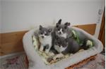 Britse korthaar kittens 