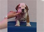 Engelse Bulldog pup - bruin en wit
