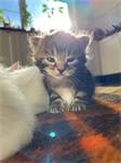 kitten te koop 