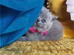 3 Blauw/lila Britse kortharen