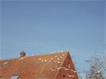 Witte duiven (Bruidsduiven)