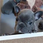 Gezond Franse Buldoggen