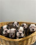 Mooie Engelse bulldog pups